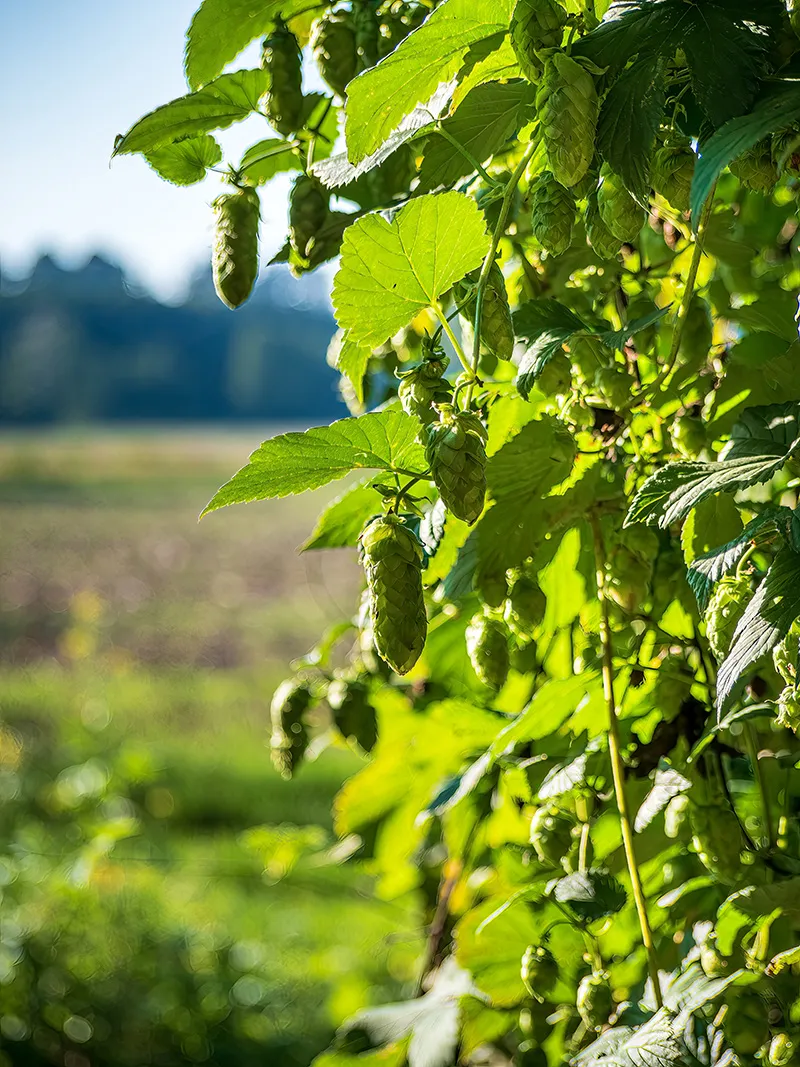 Hopfengarten in der Hallertau