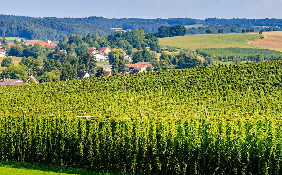 Hopfenland Hallertau